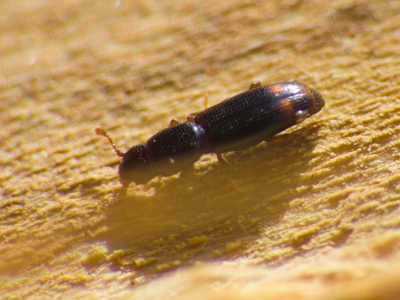 Rhizophagus bipustulatus (Fabricius, 1792)